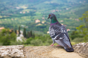 A pigeon looks down on a view of Cortona, a hill town in the Tuscany region of Italy
