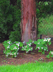 Springtime Trilliums  -   It`s springtime and the beautiful trilliums are blooming again.                         