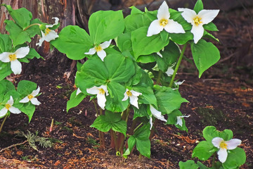 Springtime Trilliums  -   It`s springtime and the beautiful trilliums are blooming again.                         