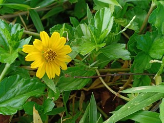 yellow flowers on green background