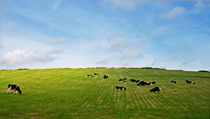 Vacas Irlanda