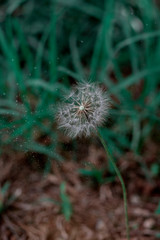 A close up of a dandelion in garden