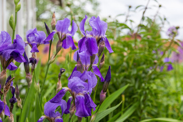 Blue flowers Iris versicolor beautifully blooming in the garden