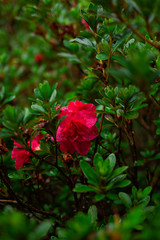 A beautiful rose in the middle of  garden