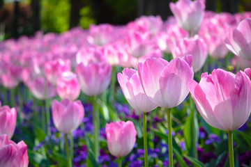 ピンクのチューリップ畑