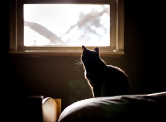 silhouette of cat looking out window 