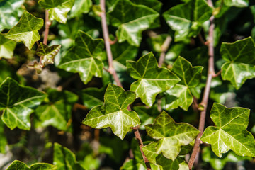 Green leaves nature foliage for background bright tones.