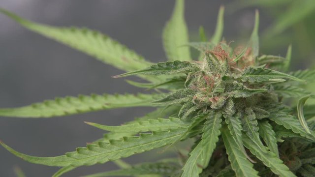 White Widow Cannabis Marihuana Weed Bud Plant