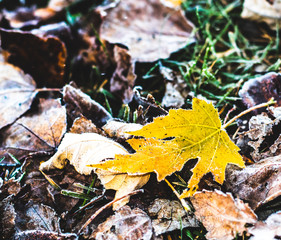 frost covered autumn leaf among other leaves on ground