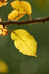 Autumn leaves on the sun. Fall blurred background