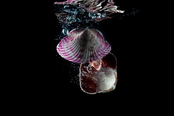 seashells falling into the water and splashing