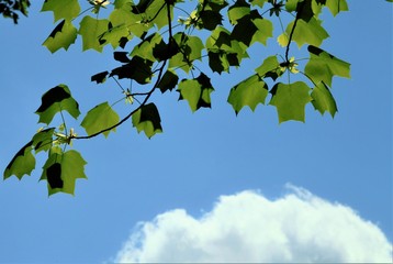 新葉のコントラスト