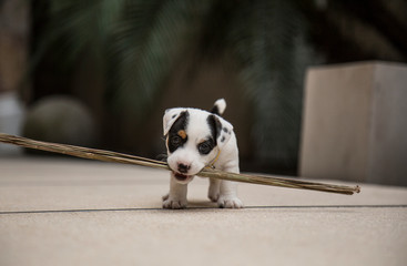 Little Jack Russell playing with a stick. Selective focus.