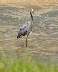 Braes Bayou Heron