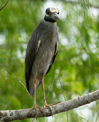 Heron Atten-HUT