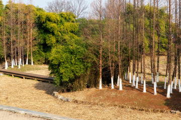 lawn and trees in the garden