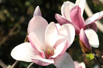 Obraz premium Closeup view of blossoming magnolia tree outdoors on spring day