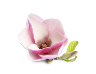 Fototapeta na wymiar Beautiful magnolia flower isolated on white. Spring blossom
