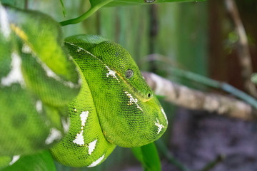 Pitones arboricola verdes (Morelia viridis)