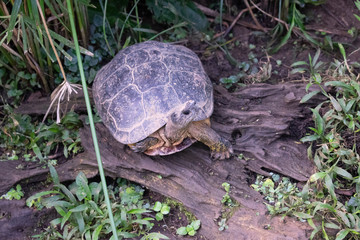 Tortuga Erymnochelys madagascariensis