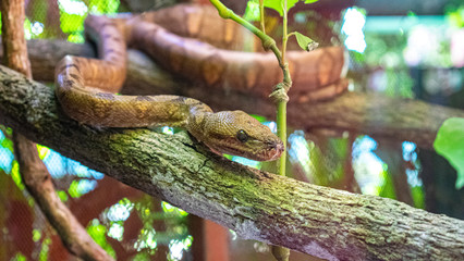 Serpientes Corallus hortulanus, Surinam