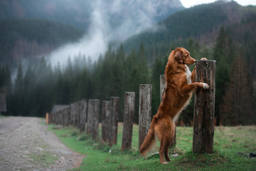 hiking with a dog. Nova Scotia Duck Tolling Retriever in the mountains, in the valley 