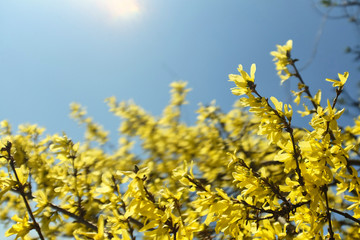 Beautiful Forsythia bushes with yellow flowers against a pale blue sky. Delicate picture of spring nature.