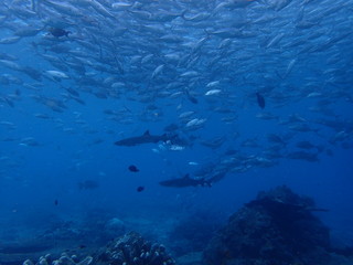 ギンガメアジの群れの中を泳ぎ回るサメ