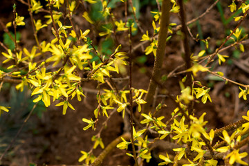 Soft focus image of blossoming forsythia bushin spring time,