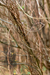 Photo of dried brown branches of a Liana. Soft focus on the near object