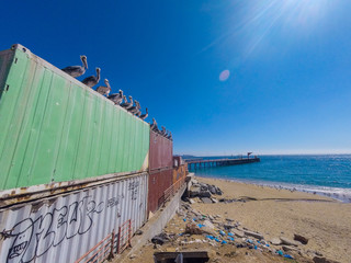 pelicans on valparaiso port