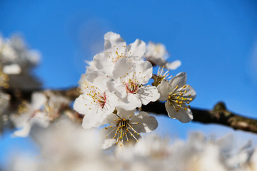 Branch with white flowers of cherry close-up on a background of blue sky. Close up.