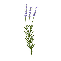 lavender doodle icon, vector illustration