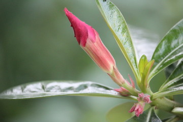 The adenium flower buds haven't bloomed yet