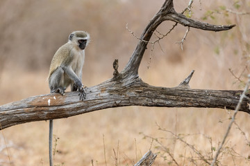 Vervet monkey (Cercopithecus aethiops) sitting in a tree, South Africa. Kruger Park.