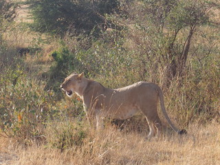 A lion walking in the plains of Masai Mara National Reserve during a wildlife safari, Kenya
