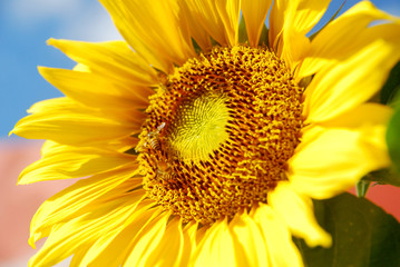 Cloe up blooming sunflower on blue sky background