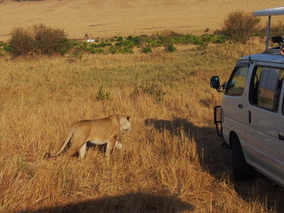 A lion walking in the plains of Masai Mara National Reserve during a wildlife safari, Kenya