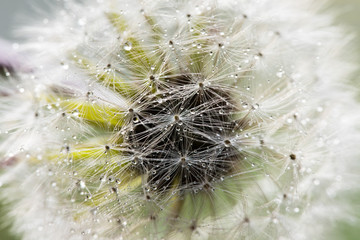 Dandelion Gone to Seed in Morning Dew