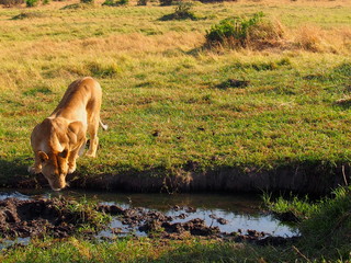A lion drinking water in the plains of Masai Mara National Reserve during a wildlife safari, Kenya