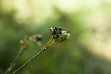 Black seeds. This photograph was taken in Limeira, São Paulo, Brazil. April, 2020.