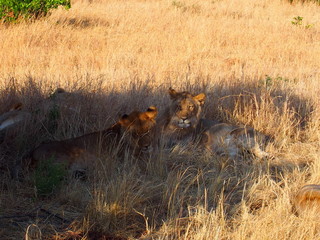 Lions resting in the plains of Masai Mara National Reserve during a wildlife safari, Kenya