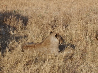 A lion resting in the plains of Masai Mara National Reserve during a wildlife safari, Kenya