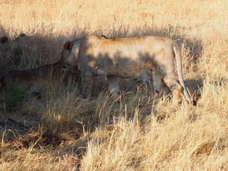 Obraz na płótnie Canvas Lions resting in the plains of Masai Mara National Reserve during a wildlife safari, Kenya