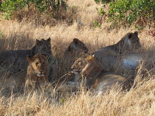 Lions resting in the plains of Masai Mara National Reserve during a wildlife safari, Kenya