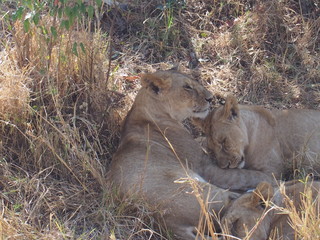 Lions resting in the plains of Masai Mara National Reserve during a wildlife safari, Kenya