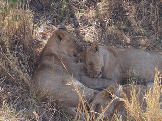 Lions resting in the plains of Masai Mara National Reserve during a wildlife safari, Kenya