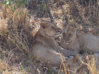 Lions resting in the plains of Masai Mara National Reserve during a wildlife safari, Kenya