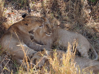 Lions resting in the plains of Masai Mara National Reserve during a wildlife safari, Kenya