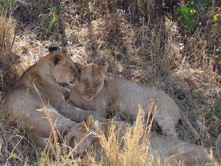 Naklejka na ściany i meble Lions resting in the plains of Masai Mara National Reserve during a wildlife safari, Kenya